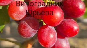 Обзор новинок кишмишей 2025