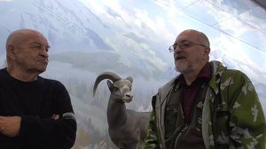 Снежные бараны Станового хребта .2025 год