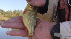 14.09.2025 г. Карасики на летнюю  мормышку.