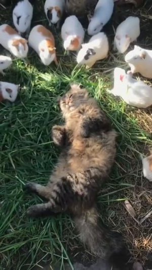 Коты милоты