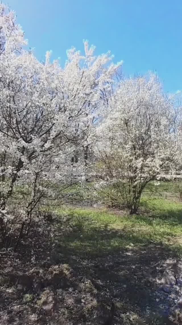 В Геническе началась реконструкция сквера "Воинской славы",Херсонская область 🇷🇺 смотреть онлайн