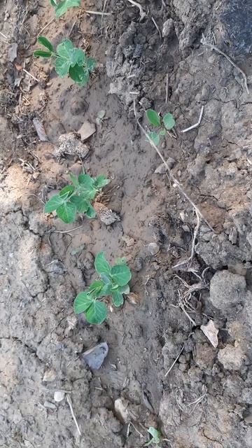 Я посадил горох результаты в видио