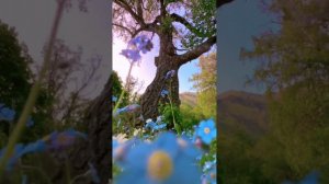 Жизнь это миг, что ветром пролетит - Suno