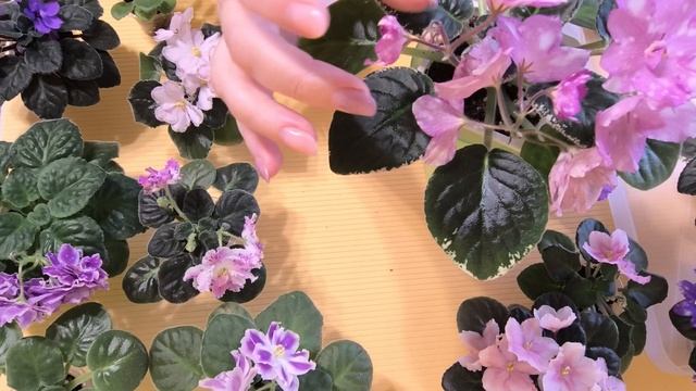 распродажа фиалок смотреть онлайн