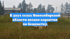 В двух селах Новосибирской области введен карантин по бешенству