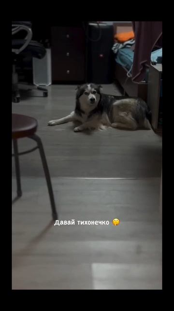 #идикомне #шопотом #хаски #животные #дома #смех #юмор #ржака смотреть онлайн