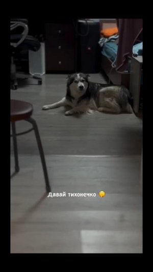 #идикомне #шопотом #хаски #животные #дома #смех #юмор #ржака