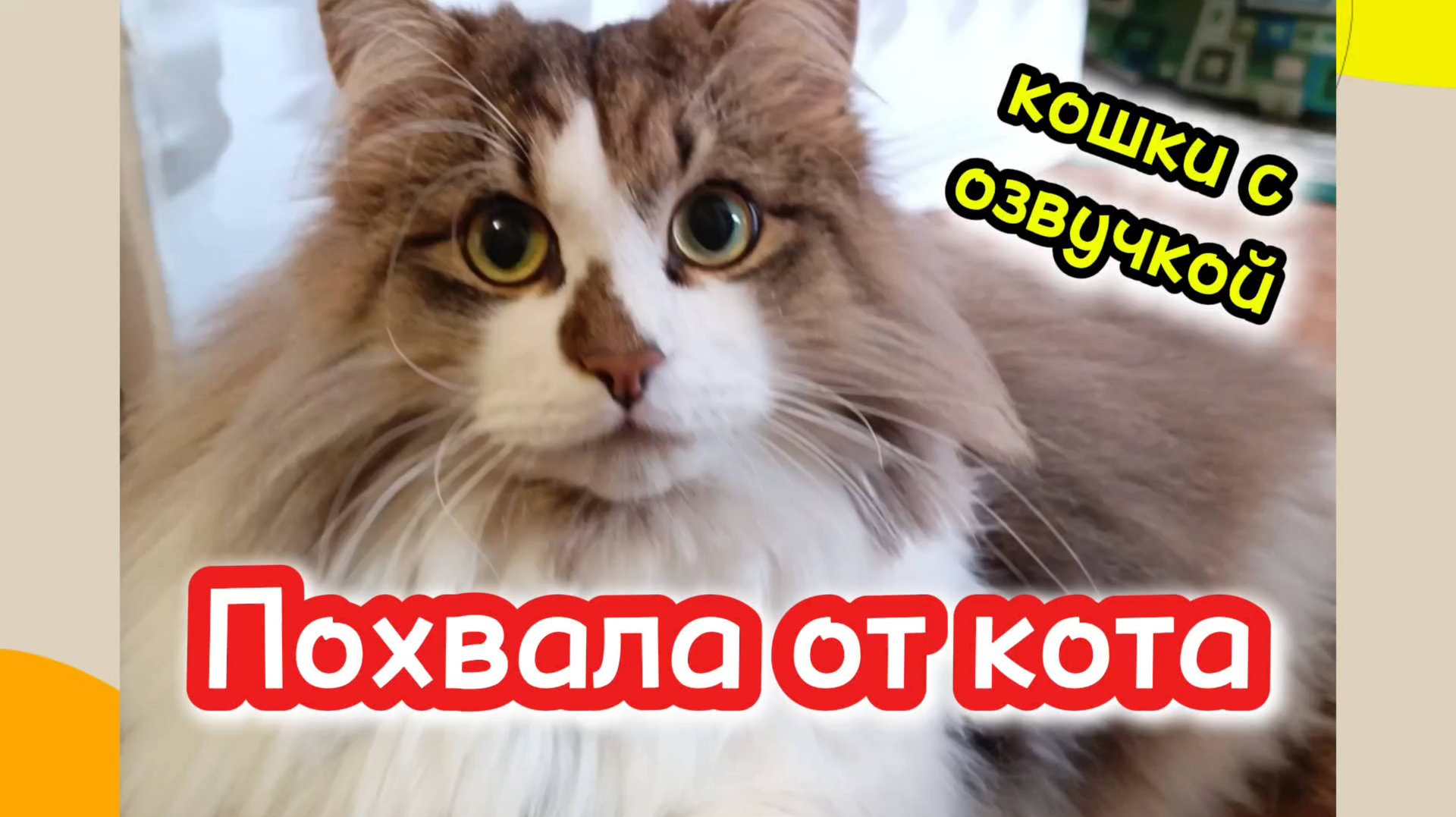 Кошки с озвучкой. смотреть онлайн