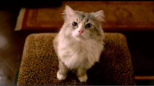 1 марта- первый день весны и международный праздник кошек !