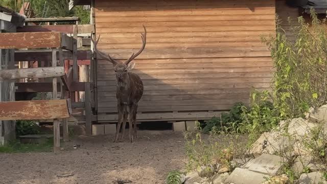 Обзор животных на турбазе 🐐 часть вторая смотреть онлайн