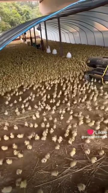 РЕЙД КЛАНА ИЗИ