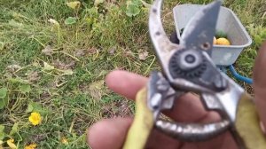 Как собрать тыквы для длительного хранения?!