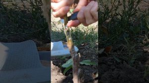 Прививка спящей почкой осенью.