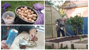 "Жизнь на пенсии".. Занимались хоз. работой. )) Попробовала палтус с пивком.