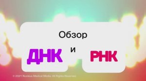 ДНК и РНК: строение и функции нуклеиновых кислот