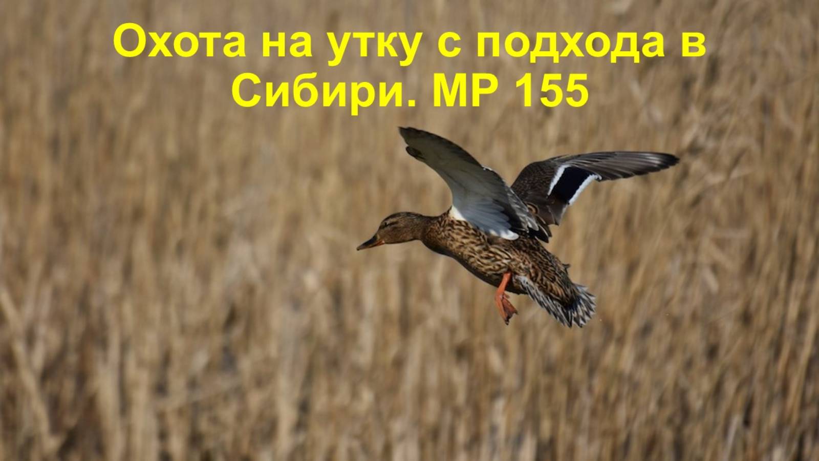 Охота на утку с подхода в Сибири. МР 155 смотреть онлайн