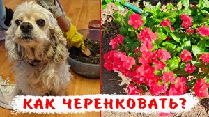 7 причин черенковать катарантусы! Все тонкости черенкования катарантусов