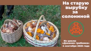 На старую вырубку за солониной. Дневник грибника 4 сентября 2025 года.