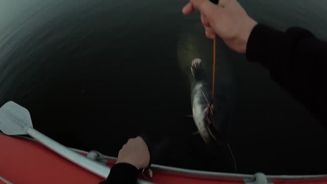 Трофейный сом на квок 13 сентября 2025 смотреть онлайн