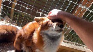 Лиса-Алиса. Довольный лис сидит на солнышке