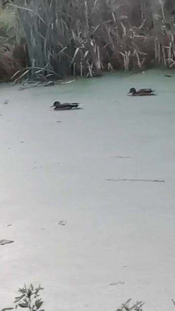 Спящие утки. смотреть онлайн