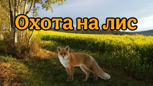 Охота на лис.