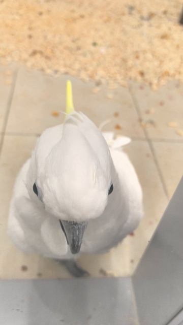 Попугай Какаду стучит в стекло смотреть онлайн