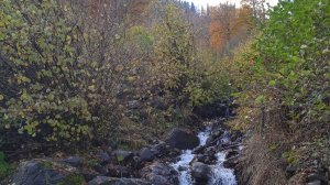 ПРОГУЛКА ЗА ЗОЛОТОМ