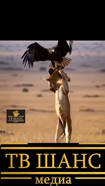 Орёл и ЛЬВИЦА - защита!!! #схватка #победа #птицы #шок #орел #коршун #ястреб #сокол #косуля #драка смотреть онлайн