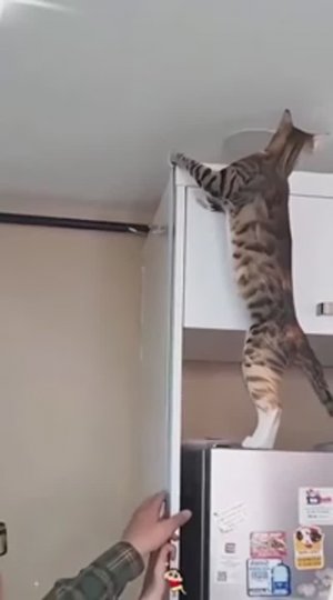 Помощники по хозяйству🤣как без них