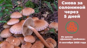 Снова за солониной через 5 дней. Дневник грибника 9 сентября 2025 года.