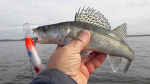 ТРОЛЛИНГ.   German GG Shoot 120  РУЛИТ!