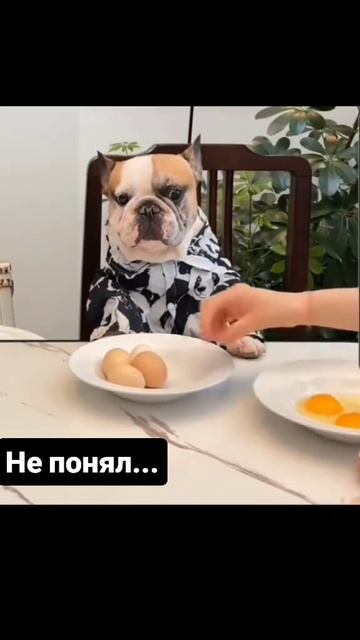 😂Безпридел! смотреть онлайн