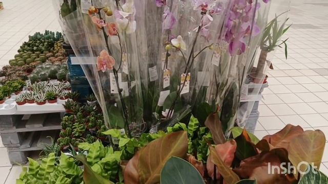 Орхидеи в Ашане/14.09.25/