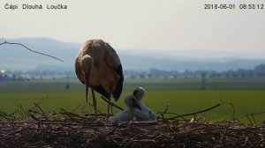 Белый аист-Владимир Храпонов @2025@ Студия Сочи Владимир+Мила