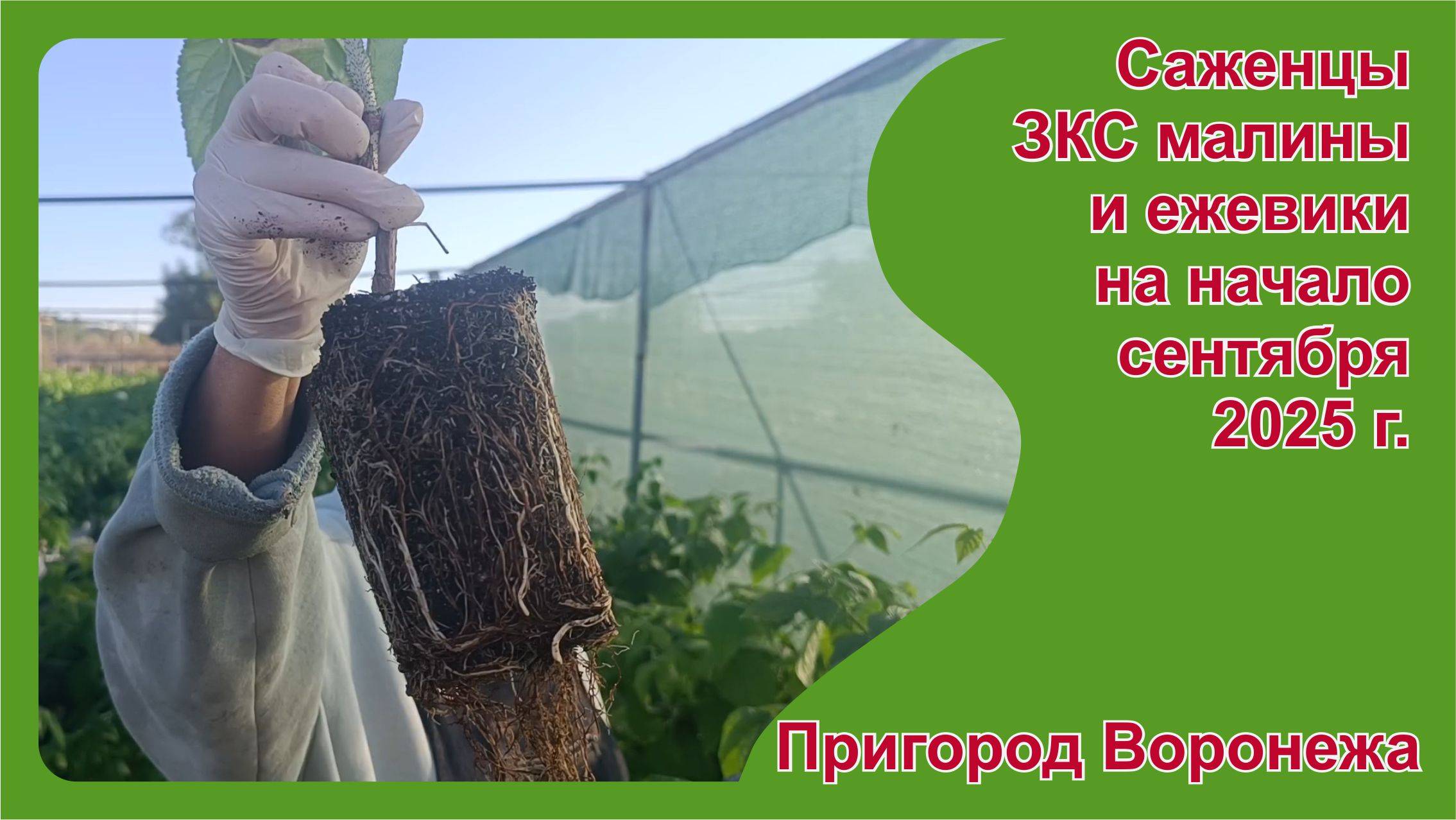 Саженцы малины и ежевики на начало сентября. Пригород Воронежа.