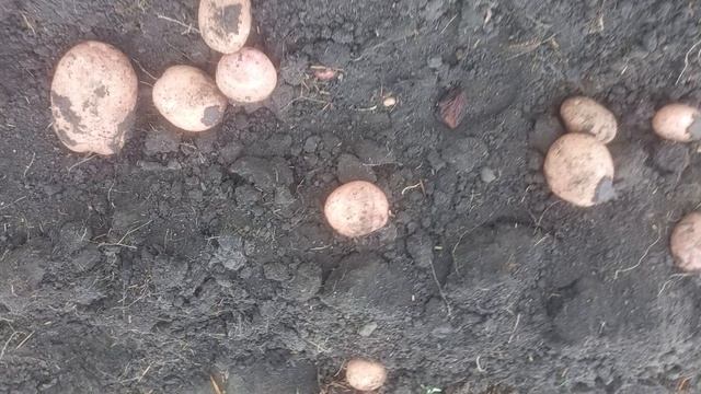 Ирбитский. Сорт картофеля, который удивил. 2025 год. смотреть онлайн