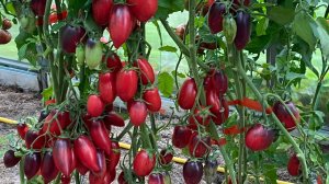 Дневник моих огородных дел. 5 сентября 2025 года