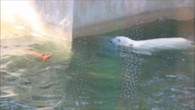 Медвежатам очень понравилась шкура и они с ней часто играют 11.09.2025 смотреть онлайн