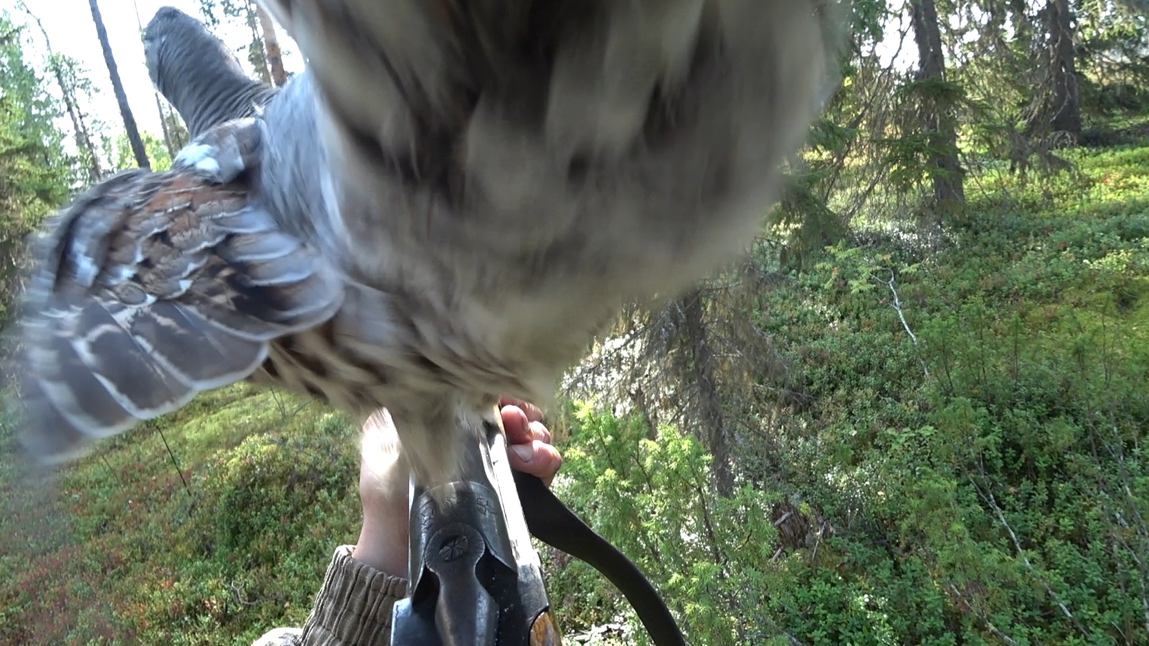 РЯБЧИК СЕЛ ПРЯМО НА РУЖЬЕ/ Охота на рябчика с манком. смотреть онлайн