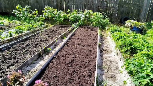 Подготовка грядки под чеснок для посадки осенью смотреть онлайн