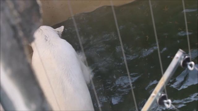 Стрелка наплавалась и пошла отдохнуть, а Белка продолжает играть 11.09.2025 смотреть онлайн