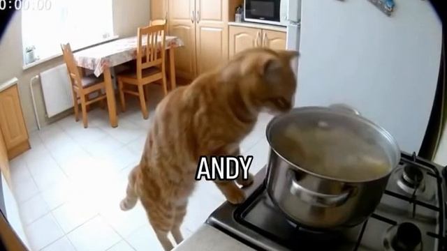 Кот шеф-повар смотреть онлайн