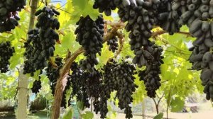 Виноград Аватар и Хеллоуин на подвое РР 101-14 🍇