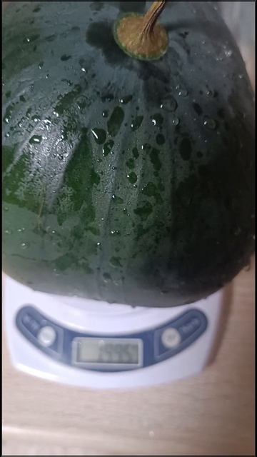 Мой первый арбузик, выращенный в Подмосковье