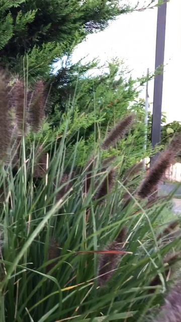 Вы это видели? Как украшают заправки в Крыму-Туи, розы, барбарисы, лаванда, пенисетум, павлония смотреть онлайн