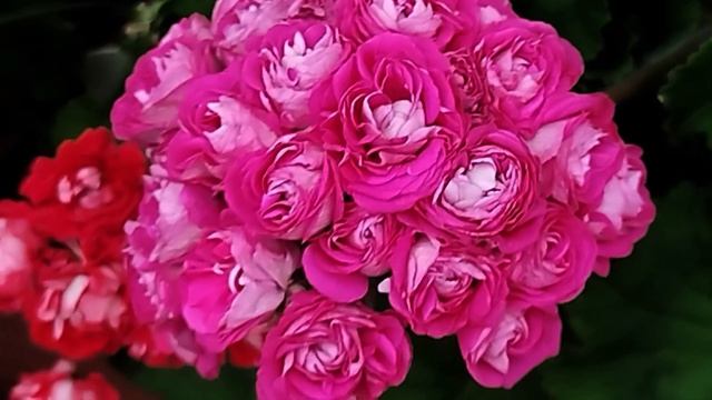 v13*ИВ Сольвейг, розебуды, Ая пеларгонии. 13 сентября. смотреть онлайн
