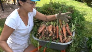 6 соток 11 сентября 2025 года. 1 часть