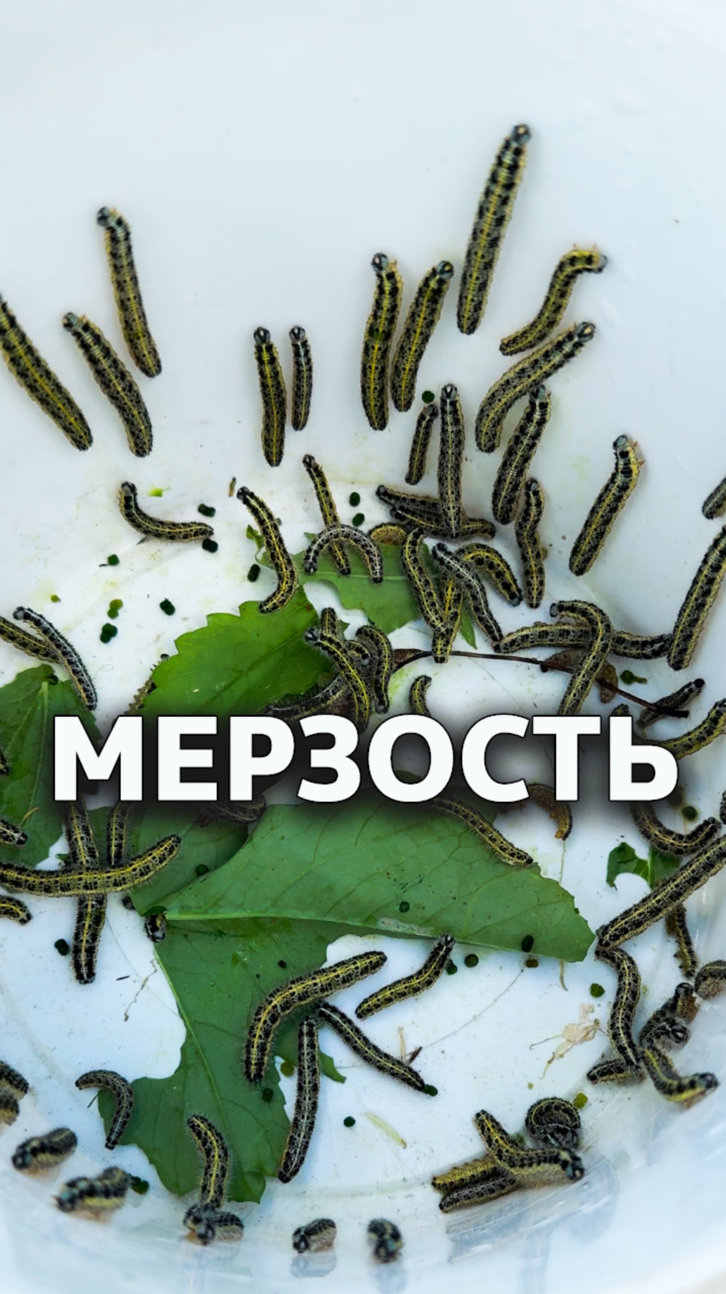 Мерзкие гусеницы 🐛 #caterpillars смотреть онлайн