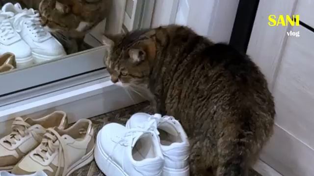 Кошка мать встречается с Кузей и Боссом (SANISHOW)